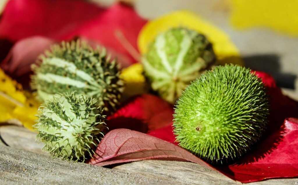 why are lescohid herbicide bad for humans