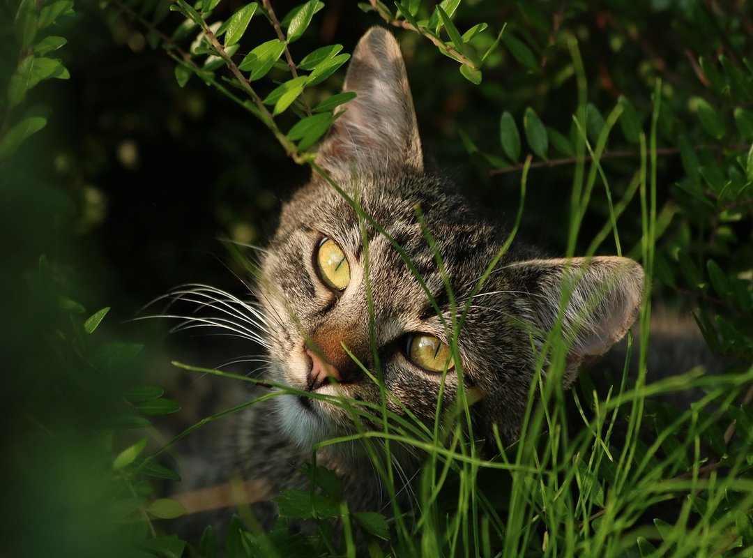 Care Advice Impocoolskin