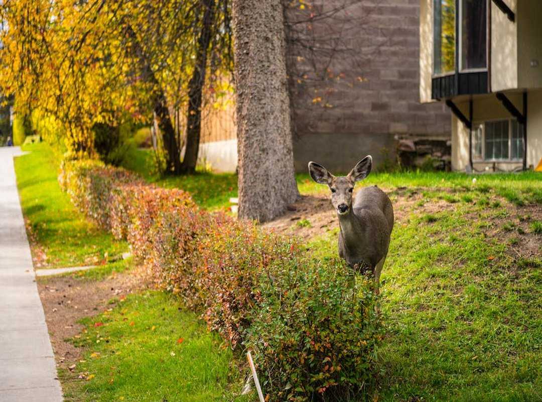 wildlife encounters handling